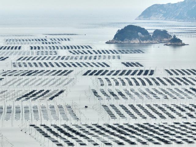 (260124) -- NINGDE, Jan. 24, 2026 (Xinhua) -- An aerial drone photo shows a laver culture zone in Shacheng Town of Fuding, Ningde, southeast China's Fujian Province, Jan. 22, 2026. In recent years, Ningde has promoted the high-quality development of the mariculture industry by strengthening marine management and improving the technological application, thus injecting new impetus into rural revitalization. (Xinhua/Jiang Kehong)