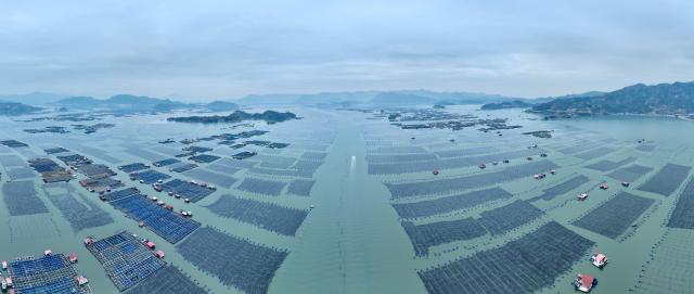 (260124) -- NINGDE, Jan. 24, 2026 (Xinhua) -- An aerial drone photo shows boats sailing at a mariculture area in Xiahu Town of Xiapu County, Ningde, southeast China's Fujian Province, Jan. 23, 2026. In recent years, Ningde has promoted the high-quality development of the mariculture industry by strengthening marine management and improving the technological application, thus injecting new impetus into rural revitalization. (Xinhua/Jiang Kehong)