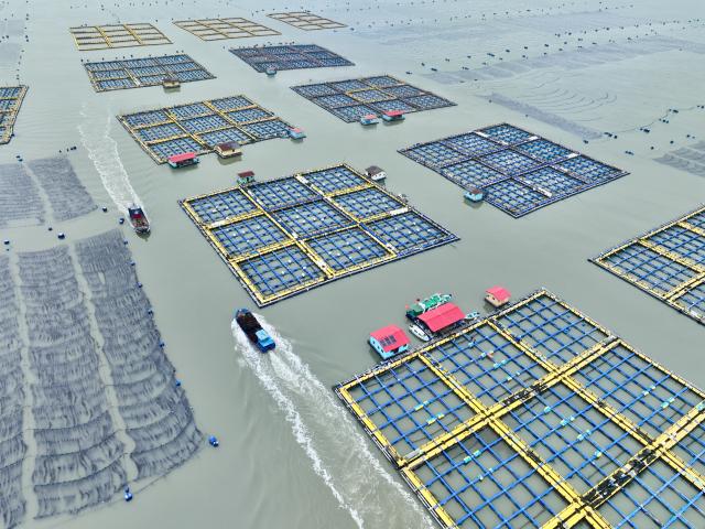 (260124) -- NINGDE, Jan. 24, 2026 (Xinhua) -- An aerial drone photo shows boats sailing at a mariculture area in Beibi Town of Xiapu County, Ningde, southeast China's Fujian Province, Jan. 23, 2026. In recent years, Ningde has promoted the high-quality development of the mariculture industry by strengthening marine management and improving the technological application, thus injecting new impetus into rural revitalization. (Xinhua/Jiang Kehong)