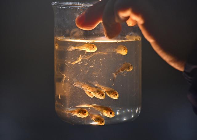 (260124) -- NINGDE, Jan. 24, 2026 (Xinhua) -- A technician checks the conditions of fry at a fry breeding company in Shacheng Town of Fuding, Ningde, southeast China's Fujian Province, Jan. 22, 2026. In recent years, Ningde has promoted the high-quality development of the mariculture industry by strengthening marine management and improving the technological application, thus injecting new impetus into rural revitalization. (Xinhua/Jiang Kehong)