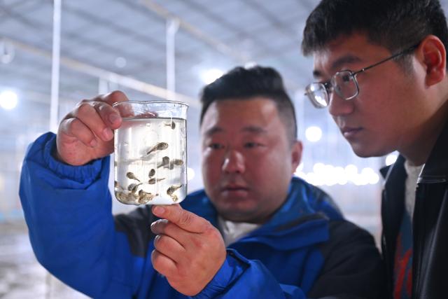 (260124) -- NINGDE, Jan. 24, 2026 (Xinhua) -- Technicians check the conditions of fry at a fry breeding company in Shacheng Town of Fuding, Ningde, southeast China's Fujian Province, Jan. 22, 2026. In recent years, Ningde has promoted the high-quality development of the mariculture industry by strengthening marine management and improving the technological application, thus injecting new impetus into rural revitalization. (Xinhua/Jiang Kehong)