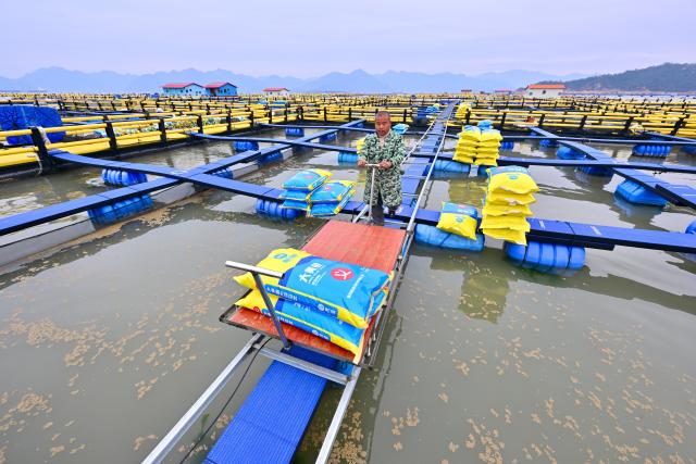 (260124) -- NINGDE, Jan. 24, 2026 (Xinhua) -- A man transports feed at a mariculture area in Beibi Town of Xiapu County, Ningde, southeast China's Fujian Province, Jan. 23, 2026. In recent years, Ningde has promoted the high-quality development of the mariculture industry by strengthening marine management and improving the technological application, thus injecting new impetus into rural revitalization. (Xinhua/Jiang Kehong)