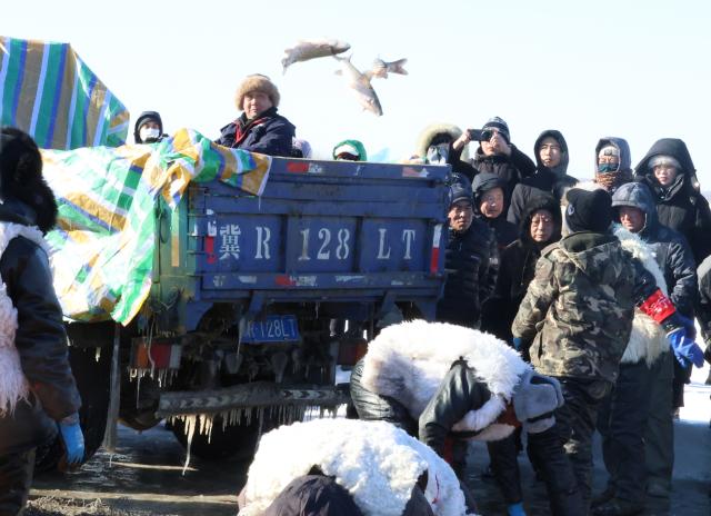 (260124) -- SHENYANG, Jan. 24, 2026 (Xinhua) -- Workers transfer newly-caught fish at Wolong Lake in Kangping County of Shenyang, northeast China's Liaoning Province, Jan. 24, 2026. A winter fishing event began here on Saturday, featuring performances, fish cuisine, and ice and snow recreational facilities. (Xinhua/Han He)