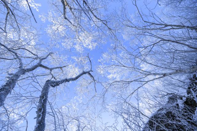 (260125) -- SHUANGYASHAN, Jan. 25, 2026 (Xinhua) -- This photo taken on Jan. 25, 2026 shows the rime scenery of Qixingshan forest park in Shuangyashan, northeast China's Heilongjiang Province. (Photo by Han Yang/Xinhua)