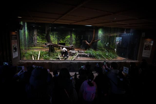 (260125) -- TOKYO, Jan. 25, 2026 (Xinhua) -- Visitors take photos of giant panda Lei Lei at Ueno Zoo in Tokyo, Japan, Jan. 25, 2026. Giant pandas Xiao Xiao and Lei Lei, currently residing at a zoo in Tokyo, will depart for China on Jan. 27, marking the first time in about half a century that Japan will be without any pandas, local media reported. (Xinhua/Jia Haocheng)