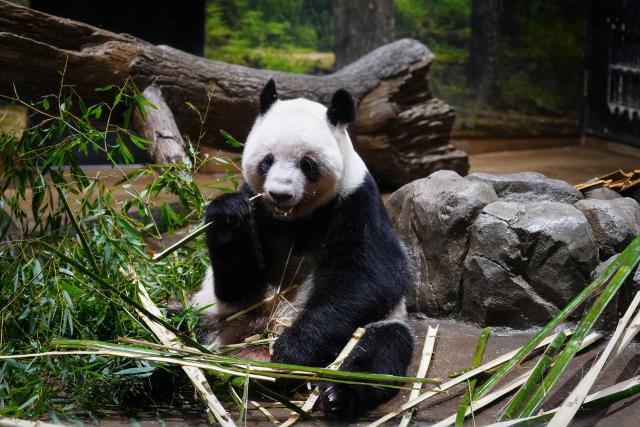 (260125) -- TOKYO, Jan. 25, 2026 (Xinhua) -- Giant panda Lei Lei is seen at Ueno Zoo in Tokyo, Japan, Jan. 25, 2026. Giant pandas Xiao Xiao and Lei Lei, currently residing at a zoo in Tokyo, will depart for China on Jan. 27, marking the first time in about half a century that Japan will be without any pandas, local media reported. (Xinhua/Jia Haocheng)