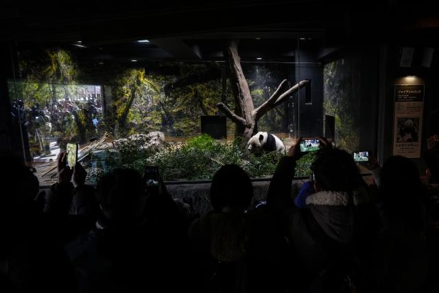 (260125) -- TOKYO, Jan. 25, 2026 (Xinhua) -- Visitors take photos of giant panda Xiao Xiao at Ueno Zoo in Tokyo, Japan, Jan. 25, 2026. Giant pandas Xiao Xiao and Lei Lei, currently residing at a zoo in Tokyo, will depart for China on Jan. 27, marking the first time in about half a century that Japan will be without any pandas, local media reported. (Xinhua/Jia Haocheng)
