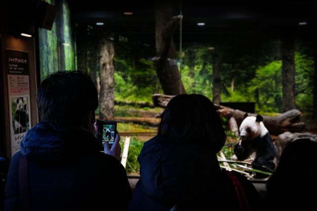 (260125) -- TOKYO, Jan. 25, 2026 (Xinhua) -- Visitors take photos of giant panda Lei Lei at Ueno Zoo in Tokyo, Japan, Jan. 25, 2026. Giant pandas Xiao Xiao and Lei Lei, currently residing at a zoo in Tokyo, will depart for China on Jan. 27, marking the first time in about half a century that Japan will be without any pandas, local media reported. (Xinhua/Jia Haocheng)