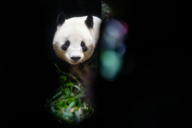 (260125) -- TOKYO, Jan. 25, 2026 (Xinhua) -- Giant panda Xiao Xiao is seen at Ueno Zoo in Tokyo, Japan, Jan. 25, 2026. Giant pandas Xiao Xiao and Lei Lei, currently residing at a zoo in Tokyo, will depart for China on Jan. 27, marking the first time in about half a century that Japan will be without any pandas, local media reported. (Xinhua/Jia Haocheng)