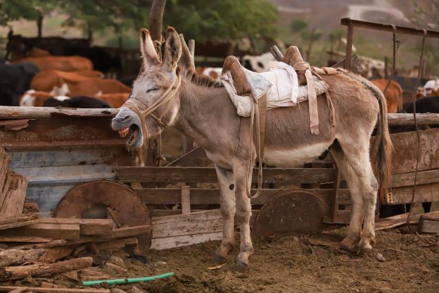 (260125) -- SAO DOMINGOS, Jan. 25, 2026 (Xinhua) -- A donkey is seen at the Moniz family's ranch in Sao Domingos municipality on Santiago Island, Cape Verde, Jan. 24, 2026. In rural Cape Verde, a family struggles to keep traditional livestock farming alive while sustaining its own livelihood. 
   The family raises goats, pigs and poultry at its ranch, using largely traditional methods, with 86-year-old patriarch Cipriano Moniz passing down the know-how to his son Zeze Moniz and grandson Janilton Moniz.
   The three generations, working side by side, carry on with the family's long-standing practice of animal husbandry on this eastern African Island. (Photo by Elton Monteiro/Xinhua)