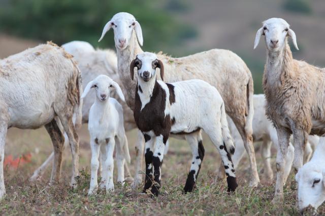 (260125) -- SAO DOMINGOS, Jan. 25, 2026 (Xinhua) -- Goats are seen at the Moniz family's ranch in Sao Domingos municipality on Santiago Island, Cape Verde, Jan. 24, 2026. In rural Cape Verde, a family struggles to keep traditional livestock farming alive while sustaining its own livelihood. 
   The family raises goats, pigs and poultry at its ranch, using largely traditional methods, with 86-year-old patriarch Cipriano Moniz passing down the know-how to his son Zeze Moniz and grandson Janilton Moniz.
   The three generations, working side by side, carry on with the family's long-standing practice of animal husbandry on this eastern African Island. (Photo by Elton Monteiro/Xinhua)
