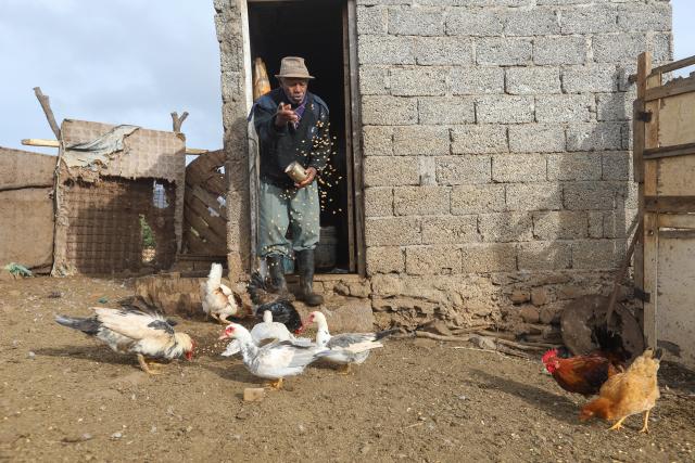 (260125) -- SAO DOMINGOS, Jan. 25, 2026 (Xinhua) -- Cipriano Moniz, 86, feeds chickens at his ranch in Sao Domingos municipality on Santiago Island, Cape Verde, Jan. 24, 2026. In rural Cape Verde, a family struggles to keep traditional livestock farming alive while sustaining its own livelihood. 
   The family raises goats, pigs and poultry at its ranch, using largely traditional methods, with 86-year-old patriarch Cipriano Moniz passing down the know-how to his son Zeze Moniz and grandson Janilton Moniz.
   The three generations, working side by side, carry on with the family's long-standing practice of animal husbandry on this eastern African Island. (Photo by Elton Monteiro/Xinhua)
