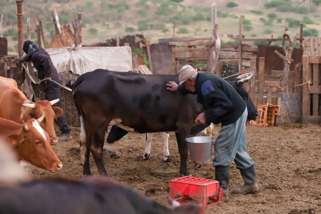 (260125) -- SAO DOMINGOS, Jan. 25, 2026 (Xinhua) -- Cipriano Moniz, 86, is ready to milk a cow in Sao Domingos municipality on Santiago Island, Cape Verde, Jan. 24, 2026. In rural Cape Verde, a family struggles to keep traditional livestock farming alive while sustaining its own livelihood. 
   The family raises goats, pigs and poultry at its ranch, using largely traditional methods, with 86-year-old patriarch Cipriano Moniz passing down the know-how to his son Zeze Moniz and grandson Janilton Moniz.
   The three generations, working side by side, carry on with the family's long-standing practice of animal husbandry on this eastern African Island. (Photo by Elton Monteiro/Xinhua)