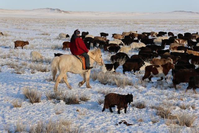 (260125) -- ULAN BATOR, Jan. 25, 2026 (Xinhua) -- A sheepherder is seen with his herd in Delgertsogt soum, Dundgov province, Mongolia, Jan. 25, 2026. About 90 percent of Mongolian territory has been covered with snow of up to 45 cm thick, the country's National Agency for Meteorology and Environmental Monitoring said Sunday. (Photo by Bolortsetseg/Xinhua)