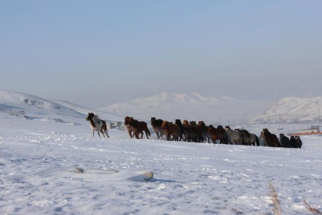 (260125) -- ULAN BATOR, Jan. 25, 2026 (Xinhua) -- Horses gallop across the snowy prairie of Erdene soum, Tuv province, Mongolia, Jan. 24, 2026. About 90 percent of Mongolian territory has been covered with snow of up to 45 cm thick, the country's National Agency for Meteorology and Environmental Monitoring said Sunday. (Photo by Bolortsetseg/Xinhua)
