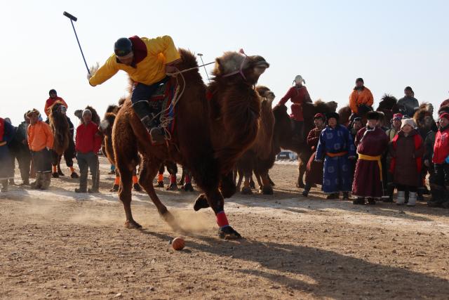 (260125) -- DUNDGOVI, Jan. 25, 2026 (Xinhua) -- A participant competes in camel polo during a camel festival, in Mandalgovi, Dundgovi province, Mongolia, Jan. 25, 2026. The camel festival was held here on Sunday to promote tourism and pass on the camel culture to the next generations.
   Hundreds of camel herders and camels across the nomadic country participated in the two-day festival held in the provincial capital city of Mandalgovi.
   The festival features camel racing, camel polo, camel parade, camel relay races, and an exhibition of camel products. (Photo by Bolortsetseg/Xinhua)