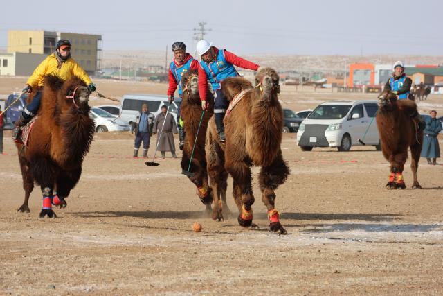 (260125) -- DUNDGOVI, Jan. 25, 2026 (Xinhua) -- Participant compete in camel polo during a camel festival, in Mandalgovi, Dundgovi province, Mongolia, Jan. 25, 2026. The camel festival was held here on Sunday to promote tourism and pass on the camel culture to the next generations.
   Hundreds of camel herders and camels across the nomadic country participated in the two-day festival held in the provincial capital city of Mandalgovi.
   The festival features camel racing, camel polo, camel parade, camel relay races, and an exhibition of camel products. (Photo by Bolortsetseg/Xinhua)