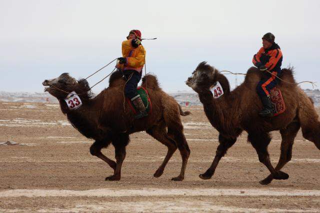 (260125) -- DUNDGOVI, Jan. 25, 2026 (Xinhua) -- Participants competes in a camel racing during a camel festival, in Mandalgovi, Dundgovi province, Mongolia, Jan. 25, 2026. The camel festival was held here on Sunday to promote tourism and pass on the camel culture to the next generations.
   Hundreds of camel herders and camels across the nomadic country participated in the two-day festival held in the provincial capital city of Mandalgovi.
   The festival features camel racing, camel polo, camel parade, camel relay races, and an exhibition of camel products. (Photo by Bolortsetseg/Xinhua)