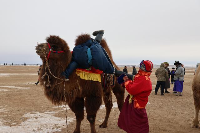 (260125) -- DUNDGOVI, Jan. 25, 2026 (Xinhua) -- A participant tries to mount a camel during a camel festival, in Mandalgovi, Dundgovi province, Mongolia, Jan. 25, 2026. The camel festival was held here on Sunday to promote tourism and pass on the camel culture to the next generations.
   Hundreds of camel herders and camels across the nomadic country participated in the two-day festival held in the provincial capital city of Mandalgovi.
   The festival features camel racing, camel polo, camel parade, camel relay races, and an exhibition of camel products. (Photo by Bolortsetseg/Xinhua)