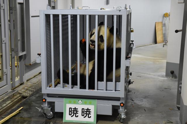 (260127) -- TOKYO, Jan. 27, 2026 (Xinhua) -- Giant panda Xiao Xiao eats ahead of its departure at the Ueno Zoological Gardens in Tokyo, Japan, Jan. 27. 2026. The last remaining two giant pandas in Japan on Tuesday left Tokyo's Ueno zoo for their return to China, marking the first time that there will be no pandas in Japan in around half a century.
   The twin pandas, Xiao Xiao and Lei Lei, were transported by truck from the Ueno Zoological Gardens to Narita Airport, where they were scheduled to board a flight back to China.
   Xiao Xiao and Lei Lei were born in 2021 to their mother Shin Shin and her mate, Ri Ri, which were returned to China in September 2024. Their elder sister, celebrity giant panda Xiang Xiang, returned to China in February 2023. (Tokyo Zoological Park Society/Handout via Xinhua)