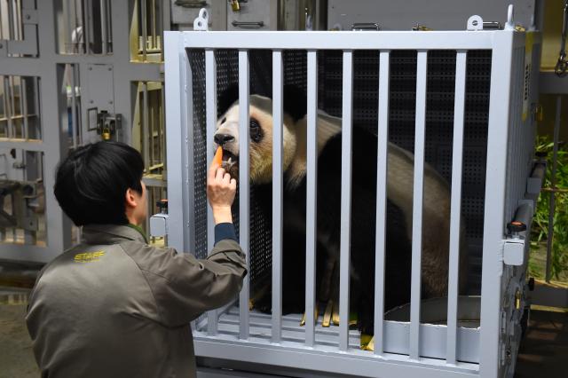 (260127) -- TOKYO, Jan. 27, 2026 (Xinhua) -- A staff member feeds giant panda Lei Lei ahead of its departure at the Ueno Zoological Gardens in Tokyo, Japan, Jan. 27, 2026. The last remaining two giant pandas in Japan on Tuesday left Tokyo's Ueno zoo for their return to China, marking the first time that there will be no pandas in Japan in around half a century.
   The twin pandas, Xiao Xiao and Lei Lei, were transported by truck from the Ueno Zoological Gardens to Narita Airport, where they were scheduled to board a flight back to China.
   Xiao Xiao and Lei Lei were born in 2021 to their mother Shin Shin and her mate, Ri Ri, which were returned to China in September 2024. Their elder sister, celebrity giant panda Xiang Xiang, returned to China in February 2023. (Tokyo Zoological Park Society/Handout via Xinhua)