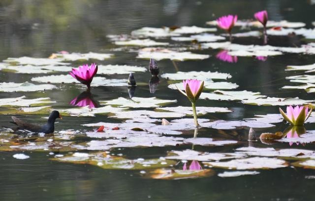 (260127) -- GUANGZHOU, Jan. 27, 2026 (Xinhua) -- This photo taken on Jan. 27, 2026 shows a display area for water lilies at the Yunxi Botanical Garden in Guangzhou, south China's Guangdong Province. Located in the west of the Baiyun Mountain scenic area, the Yunxi Botanical Garden has opened up a display area for water lilies of over 20,000 square meters, where boasts of a variety of water lily species and an introduction, caring and developing team for the plant. (Xinhua/Deng Hua)