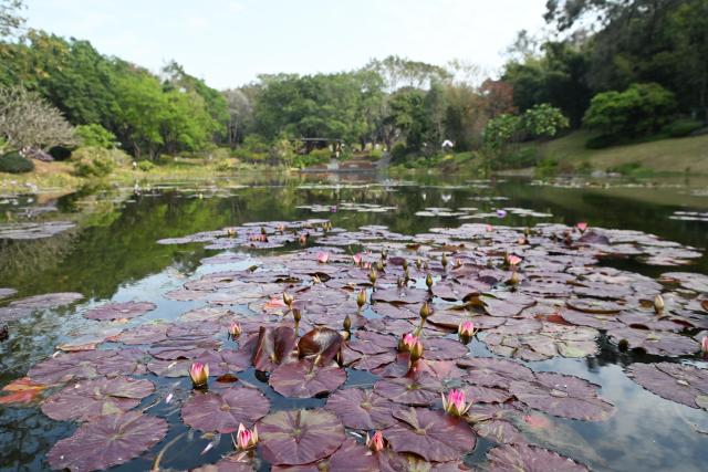(260127) -- GUANGZHOU, Jan. 27, 2026 (Xinhua) -- This photo taken on Jan. 27, 2026 shows a display area for water lilies at the Yunxi Botanical Garden in Guangzhou, south China's Guangdong Province. Located in the west of the Baiyun Mountain scenic area, the Yunxi Botanical Garden has opened up a display area for water lilies of over 20,000 square meters, where boasts of a variety of water lily species and an introduction, caring and developing team for the plant. (Xinhua/Deng Hua)