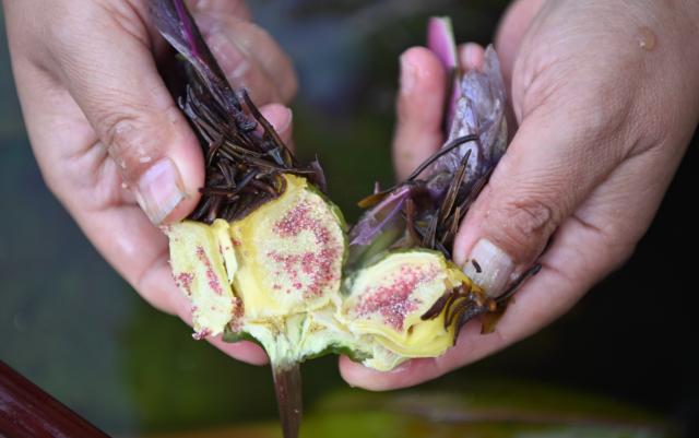 (260127) -- GUANGZHOU, Jan. 27, 2026 (Xinhua) -- A staff member shows the seeds of a water lily at the Yunxi Botanical Garden in Guangzhou, south China's Guangdong Province, Jan. 27, 2026. Located in the west of the Baiyun Mountain scenic area, the Yunxi Botanical Garden has opened up a display area for water lilies of over 20,000 square meters, where boasts of a variety of water lily species and an introduction, caring and developing team for the plant. (Xinhua/Deng Hua)