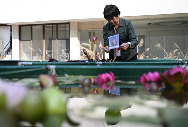 (260127) -- GUANGZHOU, Jan. 27, 2026 (Xinhua) -- This photo taken on Jan. 27, 2026 shows a staff member bagging a water lily that has been given artificial pollination at the Yunxi Botanical Garden in Guangzhou, south China's Guangdong Province. Located in the west of the Baiyun Mountain scenic area, the Yunxi Botanical Garden has opened up a display area for water lilies of over 20,000 square meters, where boasts of a variety of water lily species and an introduction, caring and developing team for the plant. (Xinhua/Deng Hua)