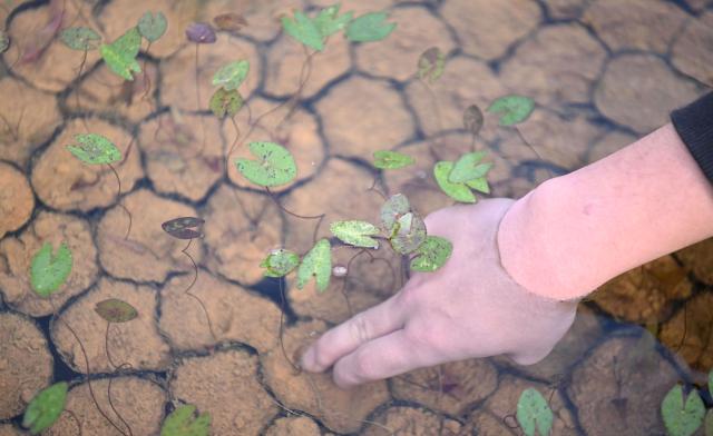 (260127) -- GUANGZHOU, Jan. 27, 2026 (Xinhua) -- This photo taken on Jan. 27, 2026 shows a staff member checking the growth of water lilies at the Yunxi Botanical Garden in Guangzhou, south China's Guangdong Province. Located in the west of the Baiyun Mountain scenic area, the Yunxi Botanical Garden has opened up a display area for water lilies of over 20,000 square meters, where boasts of a variety of water lily species and an introduction, caring and developing team for the plant. (Xinhua/Deng Hua)