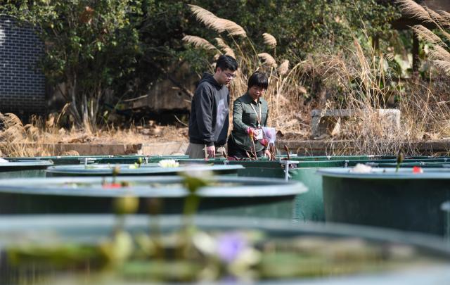 (260127) -- GUANGZHOU, Jan. 27, 2026 (Xinhua) -- This photo taken on Jan. 27, 2026 shows staff members checking the growth of water lilies at the Yunxi Botanical Garden in Guangzhou, south China's Guangdong Province. Located in the west of the Baiyun Mountain scenic area, the Yunxi Botanical Garden has opened up a display area for water lilies of over 20,000 square meters, where boasts of a variety of water lily species and an introduction, caring and developing team for the plant. (Xinhua/Deng Hua)