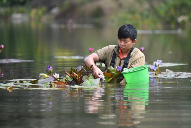 (260127) -- GUANGZHOU, Jan. 27, 2026 (Xinhua) -- This photo taken on Jan. 27, 2026 shows a staff member fertilizing water lilies at the Yunxi Botanical Garden in Guangzhou, south China's Guangdong Province. Located in the west of the Baiyun Mountain scenic area, the Yunxi Botanical Garden has opened up a display area for water lilies of over 20,000 square meters, where boasts of a variety of water lily species and an introduction, caring and developing team for the plant. (Xinhua/Deng Hua)