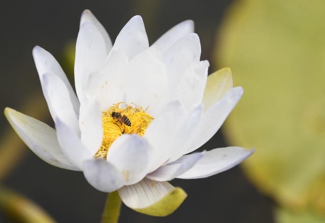 (260127) -- GUANGZHOU, Jan. 27, 2026 (Xinhua) -- This photo taken on Jan. 27, 2026 shows a water lily seen at the Yunxi Botanical Garden in Guangzhou, south China's Guangdong Province. Located in the west of the Baiyun Mountain scenic area, the Yunxi Botanical Garden has opened up a display area for water lilies of over 20,000 square meters, where boasts of a variety of water lily species and an introduction, caring and developing team for the plant. (Xinhua/Deng Hua)