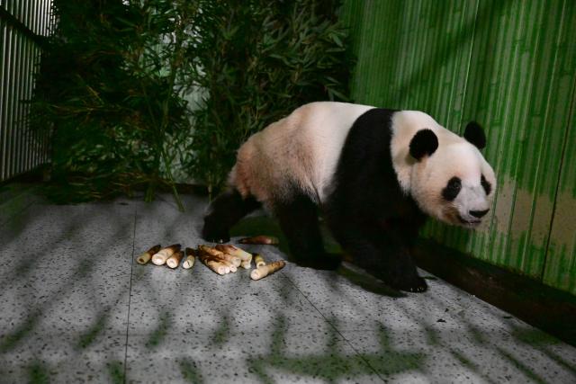 (260128) -- CHENGDU, Jan. 28, 2026 (Xinhua) -- Giant panda Lei Lei is pictured at the Ya'an base of China Conservation and Research Center for the Giant Panda in southwest China's Sichuan Province on Jan. 28, 2026.
  The final two giant pandas in Japan returned to China from a zoo in Tokyo on Wednesday morning, marking the end of over five decades of panda presence in Japan.
  The pair, Xiao Xiao and Lei Lei, arrived at Chengdu in southwest China's Sichuan Province at 1 a.m., before they were sent to the Ya'an base of China Conservation and Research Center for the Giant Panda, where they will be quarantined.
   Xiao Xiao and Lei Lei were born in 2021 to their mother Shin Shin and her mate, Ri Ri, which were returned to China in September 2024. (China Conservation and Research Center for the Giant Panda/Handout via Xinhua)
