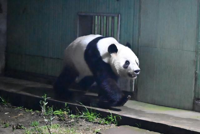 (260128) -- CHENGDU, Jan. 28, 2026 (Xinhua) -- Giant panda Xiao Xiao is pictured at the Ya'an base of China Conservation and Research Center for the Giant Panda in southwest China's Sichuan Province on Jan. 28, 2026.
  The final two giant pandas in Japan returned to China from a zoo in Tokyo on Wednesday morning, marking the end of over five decades of panda presence in Japan.
  The pair, Xiao Xiao and Lei Lei, arrived at Chengdu in southwest China's Sichuan Province at 1 a.m., before they were sent to the Ya'an base of China Conservation and Research Center for the Giant Panda, where they will be quarantined.
   Xiao Xiao and Lei Lei were born in 2021 to their mother Shin Shin and her mate, Ri Ri, which were returned to China in September 2024. (China Conservation and Research Center for the Giant Panda/Handout via Xinhua)