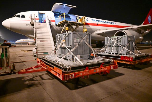 (260128) -- CHENGDU, Jan. 28, 2026 (Xinhua) -- Giant pandas Xiao Xiao and Lei Lei arrive at the Chengdu Tianfu International Airport in Chengdu, southwest China's Sichuan Province, Jan. 28, 2026.
  The final two giant pandas in Japan returned to China from a zoo in Tokyo on Wednesday morning, marking the end of over five decades of panda presence in Japan.
  The pair, Xiao Xiao and Lei Lei, arrived at Chengdu in southwest China's Sichuan Province at 1 a.m., before they were sent to the Ya'an base of China Conservation and Research Center for the Giant Panda, where they will be quarantined.
   Xiao Xiao and Lei Lei were born in 2021 to their mother Shin Shin and her mate, Ri Ri, which were returned to China in September 2024. (China Conservation and Research Center for the Giant Panda/Handout via Xinhua)