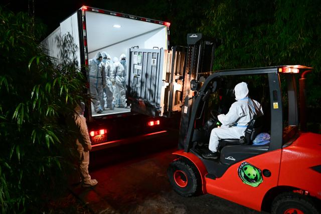 (260128) -- CHENGDU, Jan. 28, 2026 (Xinhua) -- Giant pandas Xiao Xiao and Lei Lei arrive at the Ya'an base of China Conservation and Research Center for the Giant Panda in southwest China's Sichuan Province on Jan. 28, 2026.
  The final two giant pandas in Japan returned to China from a zoo in Tokyo on Wednesday morning, marking the end of over five decades of panda presence in Japan.
  The pair, Xiao Xiao and Lei Lei, arrived at Chengdu in southwest China's Sichuan Province at 1 a.m., before they were sent to the Ya'an base of China Conservation and Research Center for the Giant Panda, where they will be quarantined.
   Xiao Xiao and Lei Lei were born in 2021 to their mother Shin Shin and her mate, Ri Ri, which were returned to China in September 2024. (China Conservation and Research Center for the Giant Panda/Handout via Xinhua)