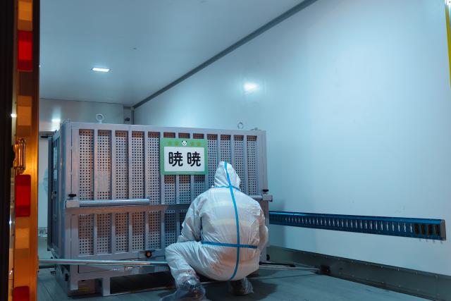 (260128) -- CHENGDU, Jan. 28, 2026 (Xinhua) -- A staff member of China Conservation and Research Center for the Giant Panda examines giant panda Xiao Xiao in Chengdu, southwest China's Sichuan Province on Jan. 28, 2026.
  The final two giant pandas in Japan returned to China from a zoo in Tokyo on Wednesday morning, marking the end of over five decades of panda presence in Japan.
  The pair, Xiao Xiao and Lei Lei, arrived at Chengdu in southwest China's Sichuan Province at 1 a.m., before they were sent to the Ya'an base of China Conservation and Research Center for the Giant Panda, where they will be quarantined.
   Xiao Xiao and Lei Lei were born in 2021 to their mother Shin Shin and her mate, Ri Ri, which were returned to China in September 2024. (China Conservation and Research Center for the Giant Panda/Handout via Xinhua)
