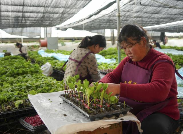 (260128) -- JINAN, Jan. 28, 2026 (Xinhua) -- Farmers graft vegetable seedlings in a greenhouse in Dongduzhuang Town, Shenxian County, east China's Shandong Province, Jan. 28, 2026. As an important vegetable supplier, Shenxian boasts a planting area of more than 1 million mu (about 66,666.7 hectares) and the annual output reaches 5.2 million tons. (Xinhua/Xu Suhui)