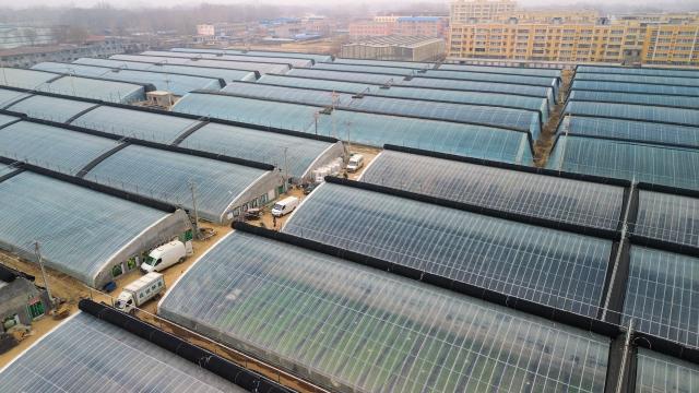 (260128) -- JINAN, Jan. 28, 2026 (Xinhua) -- An aerial drone photo taken on Jan. 28, 2026 shows vegetable greenhouses in Yandian Town, Shenxian County, east China's Shandong Province. As an important vegetable supplier, Shenxian boasts a planting area of more than 1 million mu (about 66,666.7 hectares) and the annual output reaches 5.2 million tons. (Xinhua/Xu Suhui)
