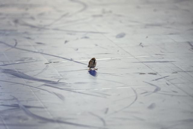 (260129) -- JAKARTA, Jan. 29, 2026 (Xinhua) -- A bird is seen in field during the timeout on the match in Group B between Kuwait and Thailand at the AFC Futsal Asian Cup 2026 in Jakarta International Velodrome stadium, Indonesia, Jan. 29, 2026. (Xinhua/Agung Kuncahya B.)
