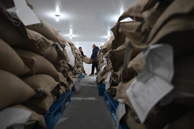 (260129) -- PUYANG, Jan. 29, 2026 (Xinhua) -- Staff members transport coffee beans at a workshop of a coffee industrial demonstration park in Puyang County, central China's Henan Province, Jan. 27, 2026. In recent years, Puyang County has developed a coffee industrial demonstration park, establishing coffee processing factories and developing a full-industry-chain coffee production system. Sourcing coffee beans primarily from Ethiopia and Uganda, its products are exported to multiple countries, including Singapore and the United States. (Xinhua/Hao Yuan)