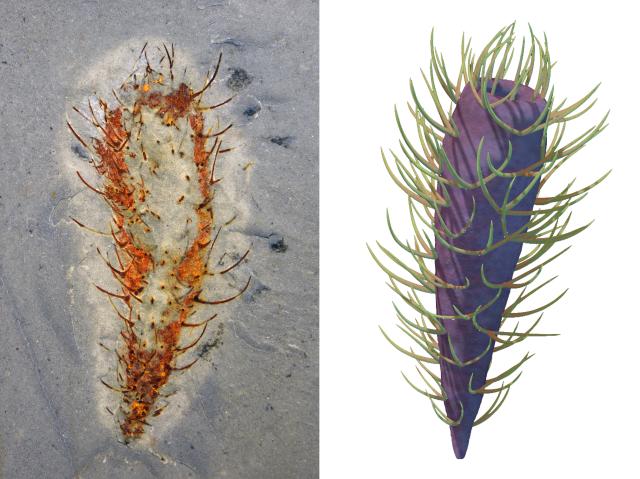 (260129) -- NANJING, Jan. 29, 2026 (Xinhua) -- This combo image shows an aminal's fossil from the Huayuan Biota (L) and its restored image. TO GO WITH "Across China: Chinese fossil find illuminates Earth's earliest mass extinction" (Xinhua)