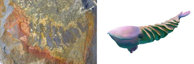 (260129) -- NANJING, Jan. 29, 2026 (Xinhua) -- This combo image shows an aminal's fossil from the Huayuan Biota (L) and its restored image. TO GO WITH "Across China: Chinese fossil find illuminates Earth's earliest mass extinction" (Xinhua)