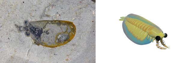 (260129) -- NANJING, Jan. 29, 2026 (Xinhua) -- This combo image shows an aminal's fossil from the Huayuan Biota (L) and its restored image. TO GO WITH "Across China: Chinese fossil find illuminates Earth's earliest mass extinction" (Xinhua)