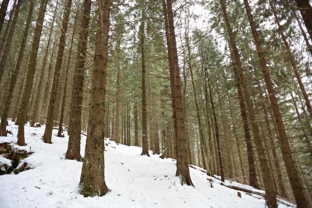(260130) -- ZAKOPANE, Jan. 30, 2026 (Xinhua) -- This photo taken on Jan. 29, 2026 shows a view of snowy forest in the Tatra National Park near Zakopane, Poland. Located in the Tatra Mountains in southern Poland, the park is known for its unique alpine landscapes and is a popular winter destination for skiing and snow sports. (Photo by Aleksy Witwicki/Xinhua)