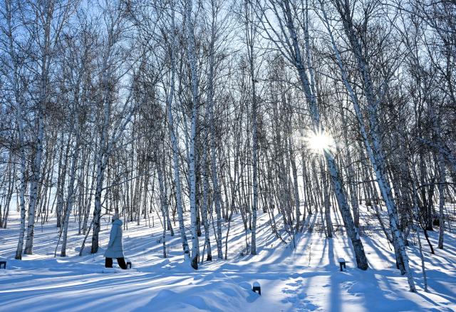 (260130) -- YAKESHI, Jan. 30, 2026 (Xinhua) -- A tourist walks in birch woods in Yakeshi of Hulun Buir, north China's Inner Mongolia Autonomous Region, Jan. 21, 2026. Yakeshi has been an important base for cold-area automotive testing due to its long and freezing winter season. A large number of engineers and technicians pay regular visit for business purpose to the city during the winter, but they also become a stable client group for other services available here. 
   In the mean time, local authorities are further improving their infrastructure and services to attract more plain tourists for the colorful winter-time amusements available in the city. (Xinhua/Bei He)