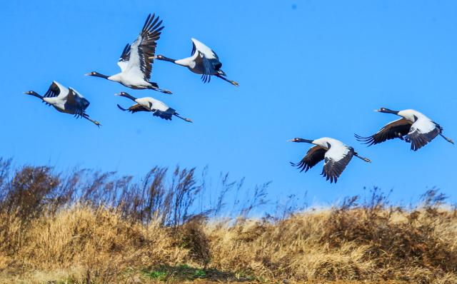 (260130) -- WEINING, Jan. 30, 2026 (Xinhua) -- This photo taken on Jan. 29, 2026 shows black-necked cranes at Caohai National Nature Reserve in Weining County, southwest China's Guizhou Province. (Photo by Shen Guangyong/Xinhua)