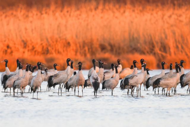 (260130) -- WEINING, Jan. 30, 2026 (Xinhua) -- This photo taken on Jan. 29, 2026 shows black-necked cranes at Caohai National Nature Reserve in Weining County, southwest China's Guizhou Province. (Xinhua/Yang Wenbin)
