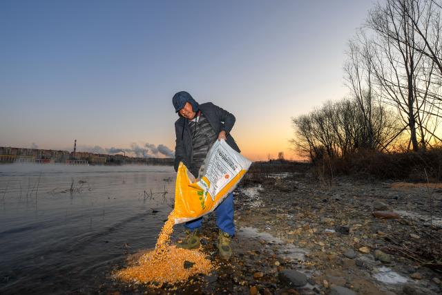 (260130) -- JILIN, Jan. 30, 2026 (Xinhua) -- Ren Jianguo feeds birds on Changbai Island in Jilin City, northeast China's Jilin Province, Dec. 6, 2019. Wang Tingting, a post-90s bird protector, stays every day at Changbai Island wetland park, a bird paradise seated by the Songhua River in Jilin City, to care for the birds--providing food and observing their living conditions.
   In 1996, Wang Tingting's uncle Ren Jianguo dropped his business as a ferryman near Changbai Island, and became a bird keeper as he often saw people hunting birds.
   Wang took over her uncle's job when he was hospitalized for a sudden illness in 2023, and has rescued more than 50 birds on average each year.
   In recent years, local authorities of the city have continuously restored the wetland ecology of Changbai Island. Through a series of effective measures such as dispatching dedicated personnel for bird protection, standardizing viewing activities, strictly controlling sewage discharge, and scientifically restocking, Changbai Island has returned to its natural ecological beauty.
   Nowadays, over 13,000 birds come to Changbai Island for the winter every year. The spectacle of thousands of birds flocking together has become a major attraction for both citizens and tourists. (Xinhua/Zhang Nan)